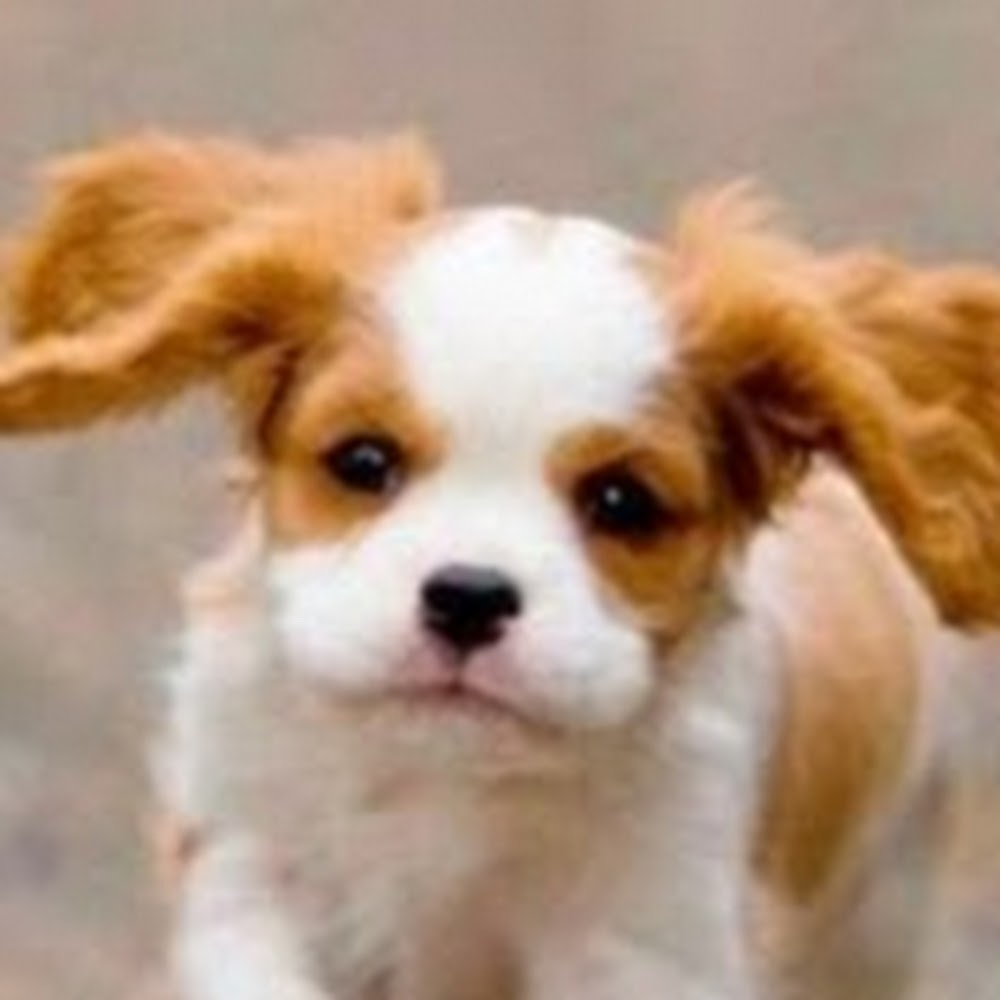 Meet your Posher, Shubha